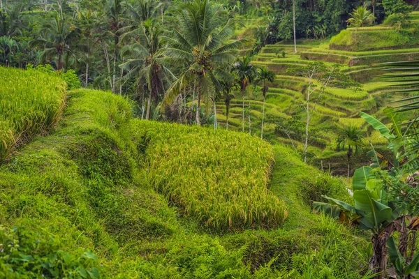 Green cascade rice field plantation at Tegalalang terraces, Bali, Indonesia.