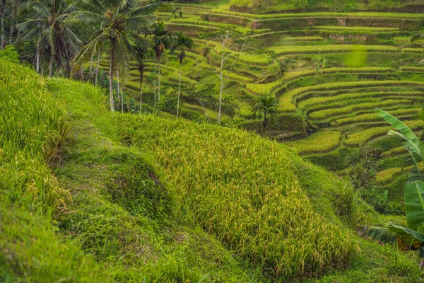 Green cascade rice field plantation at Tegalalang terraces, Bali, Indonesia.