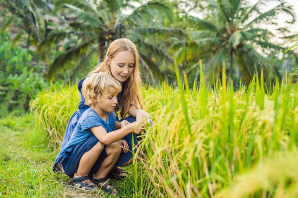 Мама Син Дивлячись Рослини Пишною Зелені Рисові Тераси Ubud Балі — стокове фото