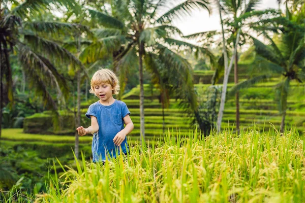 Мальчик Зеленой Плантации Рисового Поля Тегалаланге Бали Индонезия — стоковое фото