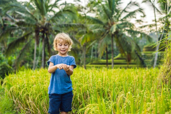 Fiú Zöld Cascade Rizs Mező Ültetvény Tegalalang Teraszán Bali Indonézia — Stock Fotó