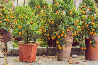 Vibrant portakallı turunçgil meyvelerini Vietnam 'ın yeni yılı şerefine Kumquat ağacına yakın tutun. Ay yeni yılı çiçek pazarı. Çin Yeni Yılı. Tet.