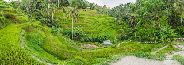 Green cascade rice field plantation at Tegalalang terraces, Bali, Indonesia.