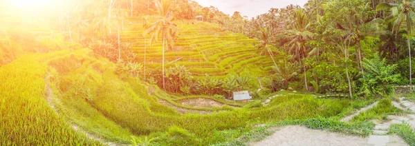 Πράσινο Φωτεινό Ράις Βεράντες Στο Χωριό Ουμπούντ Μπαλί Ινδονησία — Φωτογραφία Αρχείου