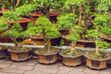 Bonsai Vietnam yeni yıl onuruna. Ay yeni yıl çiçek pazarı. Çin yeni yılı. Tet.