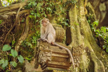 Kutsal maymun ormanı, Ubud, Endonezya'nın sahne uzun kuyruklu makak.