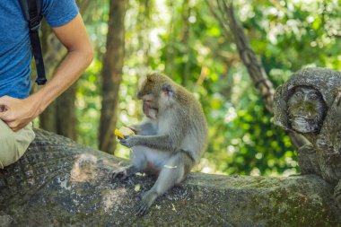 Kutsal maymun orman, Ubud, Endonezya içinde adamla oturup uzun kuyruklu makak.