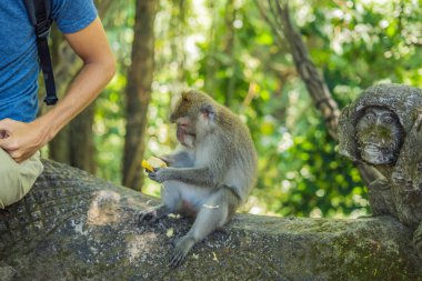 Long-tailed macaque sitting with man in Sacred Monkey Forest, Ubud, Indonesia. clipart