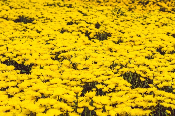 Flores Amarillas Mercado Flores Chino — Foto de Stock