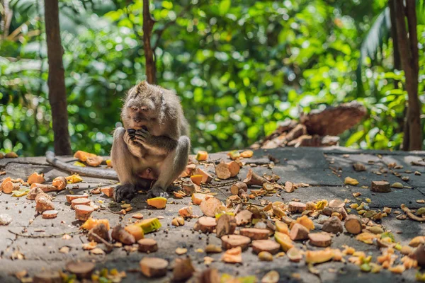 Macaco Dalla Coda Lunga Nello Scenario Della Foresta Scimmie Sacre — Foto Stock