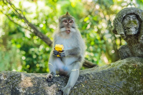 Macaco Dalla Coda Lunga Con Statua Nella Foresta Scimmie Sacre — Foto Stock