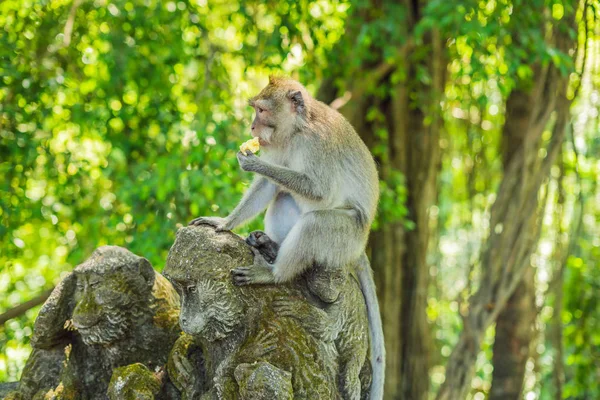 Long Tailed Macaque Feeding While Sitting Ancient Macaque Statue Bali — Stock Photo, Image