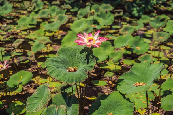 Rózsaszín Lótuszvirág Lotus Napfény — Stock Fotó