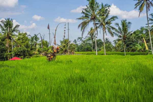 yeşil pirinç terasları ve avuç içi altında mavi gökyüzü, Ubud, Bali gür.