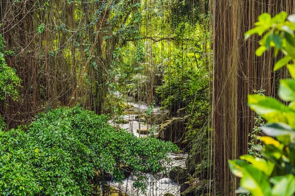 Fák Napos Trópusi Esőerdőkben Háttérben Folyó Kúszónövények — Stock Fotó