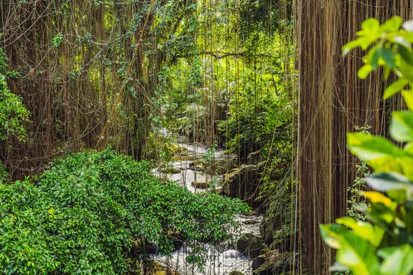 Climbing plants on trees in sunny tropical rain forest with river background.