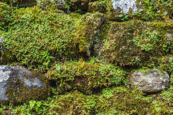 Mossy stones in sunny tropical rain forest on river shore.