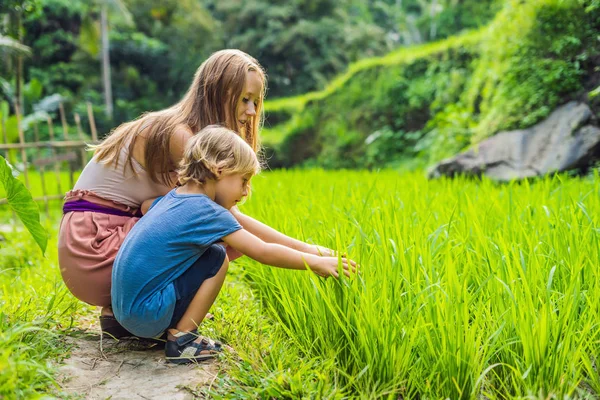 Madre Hijo Mirando Plantas Exuberantes Terrazas Arroz Verde Ubud Bali —  Fotos de Stock