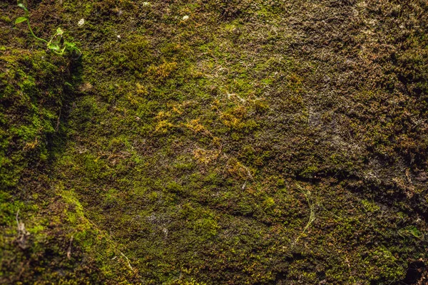 Sarı-yeşil yosun büyümüş eski uçurum.