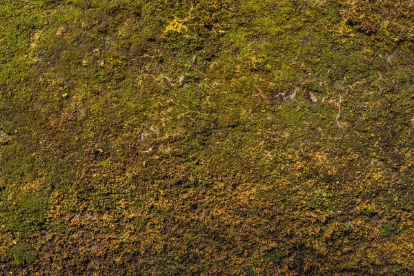 Sarı-yeşil yosun büyümüş eski uçurum.