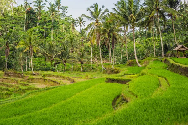 Green cascade rice field plantation at Tegalalang terraces, Bali, Indonesia.