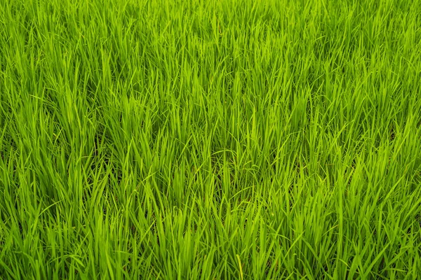 Fresh Green Rice Spikes Field Ubud Bali — Stock Photo, Image