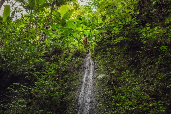 Large waterfalls in green tropical forest focus on waterfall. Bali