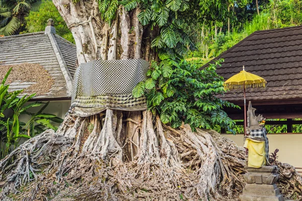 Huge tree with roots of the balinese temple