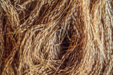 Hasat mevsimi güneş ışığı altında kurutma ham altın pirinç kulaklar