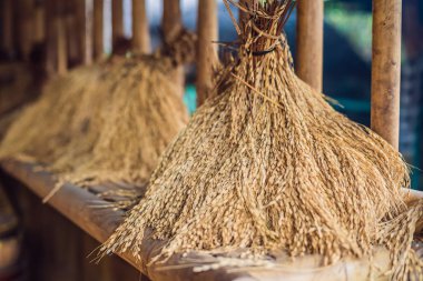 Hasat mevsimi güneş ışığı altında kurutma ham altın pirinç kulaklar