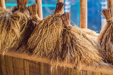 Hasat mevsimi güneş ışığı altında kurutma ham altın pirinç kulaklar