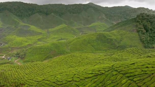 Luchtfoto van een mooie thee plantages-terrassen. Camera panning links — Stockvideo