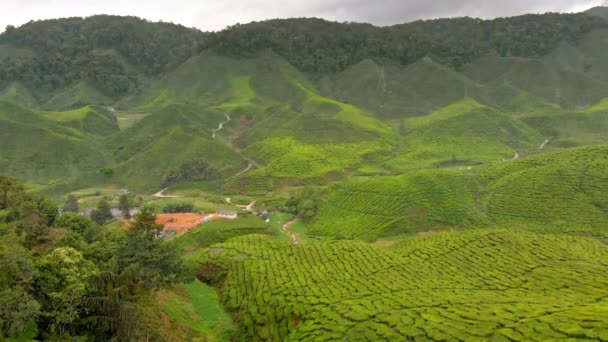 Foto Aérea Una Hermosa Plantaciones Terrazas — Vídeo de stock