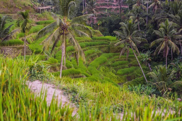 Green cascade rice field plantation at Tegalalang terraces, Bali, Indonesia.