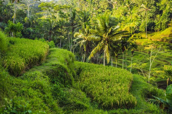 Πράσινο Cascade Φυτεία Ρυζιού Πεδίο Τεγκαλάλανγκ Βεράντες Μπαλί Ινδονησία — Φωτογραφία Αρχείου