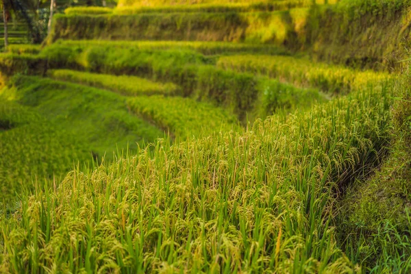 Green cascade rice field plantation at Tegalalang terraces, Bali, Indonesia.