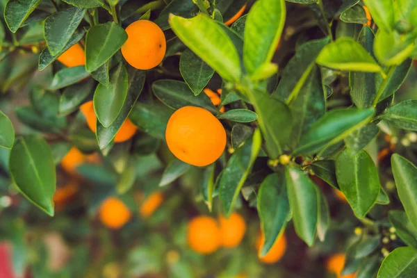 Vibrant Portakallı Turunçgil Meyvelerini Vietnam Yeni Yılı Şerefine Kumquat Ağacına — Stok fotoğraf