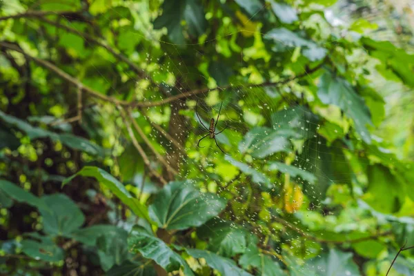 Uma aranha grande com listras amarelas em uma teia de aranha no jardim. Aranha jardim-aranha lat. Araneus aranhas tipo araneomorph da família de aranhas Orb-web Araneidae senta-se na web. Macro — Fotografia de Stock