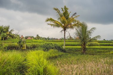 Yeşil cascade pirinç alan plantasyonunda Tegalalang teraslar, Bali, Endonezya.