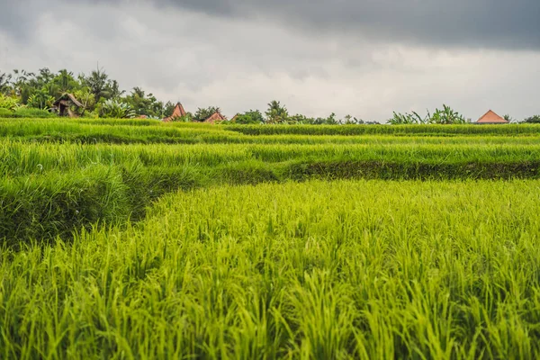 Green cascade rice field plantation at Tegalalang terraces, Bali, Indonesia.