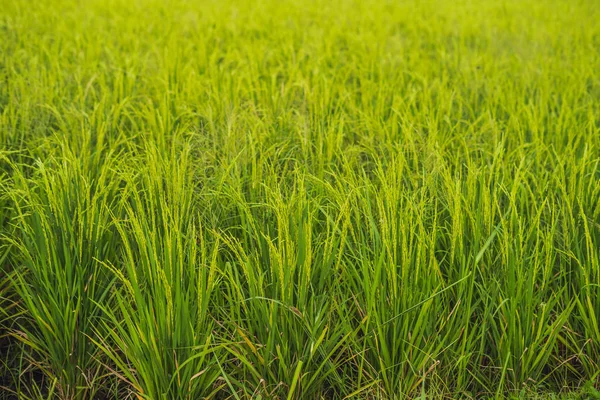 Fresh Green Rice Spikes Field Ubud Bali — Stock Photo, Image