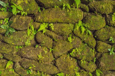 Eski taş duvar dokusu Fort Rotterdam, Makassar, Endonezya yeşil yosun kaplı.