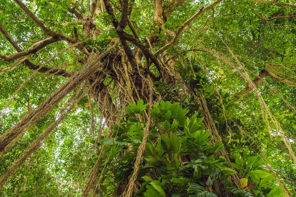 Rain forest vegetation in Ubud Sacred Monkey Forest, Bali.