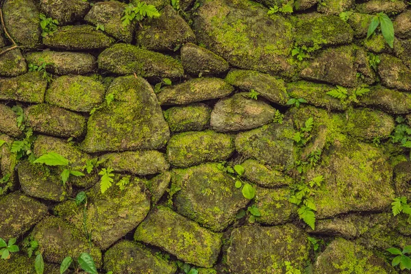 Textura Viejo Muro Piedra Cubierto Musgo Verde Fort Rotterdam Makassar — Foto de Stock