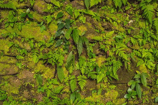 Konsistens Gammal Stenmur Omfattas Grön Mossa Fort Rotterdam Makassar Indonesia — Stockfoto