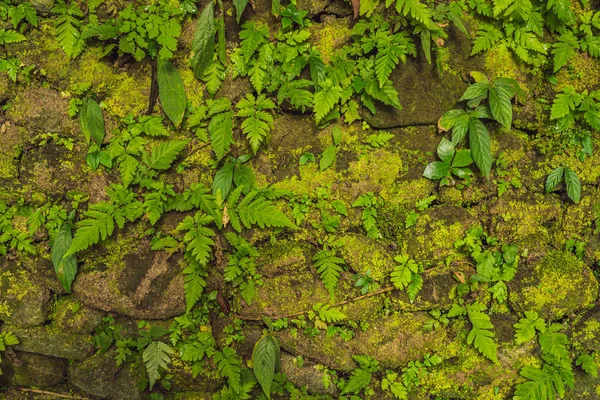 Текстура Старой Каменной Стены Покрытой Зеленым Мрамором Форте Роттердам Макассар — стоковое фото
