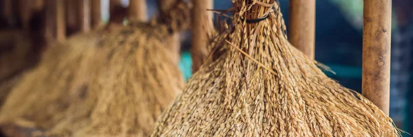 Orejas Arroz Dorado Crudas Que Secan Bajo Luz Solar Temporada — Foto de Stock