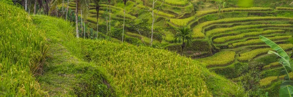 Green cascade rice field plantation at Tegalalang terrace, Bali, Indonesia