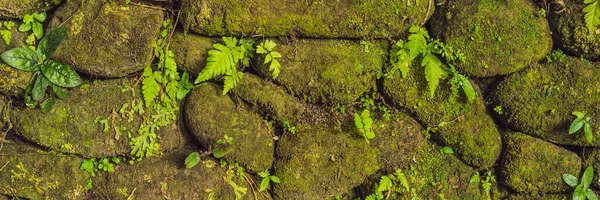 Текстура Старой Каменной Стены Покрыта Зеленым Мхом — стоковое фото