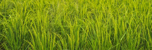 Surface Lawn Vivid Green Grass — Stock Photo, Image